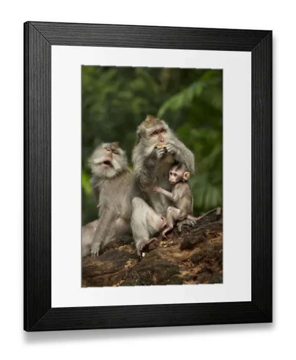 Framed Print : Crab-eating Macaque (Macaca fascicularis) adult female with baby, feeding, Sacred Monkey Forest Sanctuary, Ubud, Bali Framed Print : Crab-eating Macaque (Macaca fascicularis) adult female with baby, feeding, Sacred Monkey Forest Sanctuary, Ubud, Bali