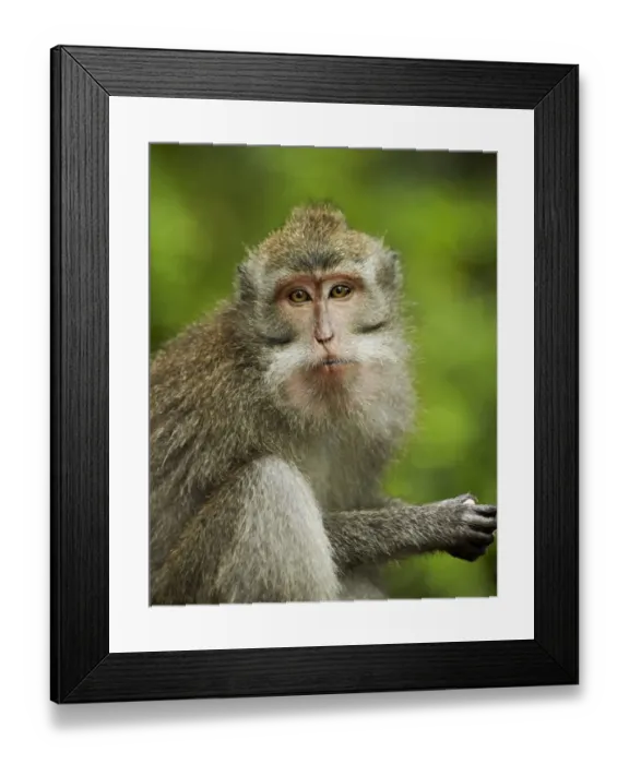 Framed Print : Crab-eating Macaque (Macaca fascicularis) immature female, close-up of head, Sacred Monkey Forest Sanctuary, Ubud Framed Print : Crab-eating Macaque (Macaca fascicularis) immature female, close-up of head, Sacred Monkey Forest Sanctuary, Ubud