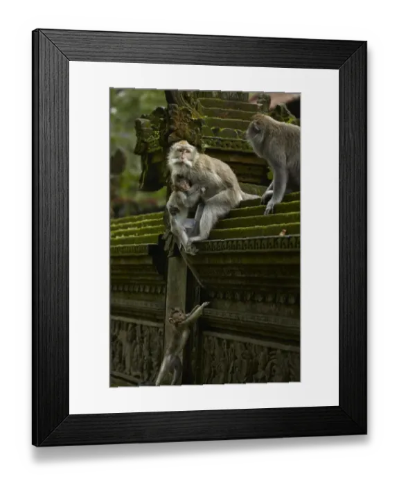Framed Print : Crab-eating Macaque (Macaca fascicularis) adult females, helping young to climb wall, Sacred Monkey Forest Sanctuary Framed Print : Crab-eating Macaque (Macaca fascicularis) adult females, helping young to climb wall, Sacred Monkey Forest Sanctuary