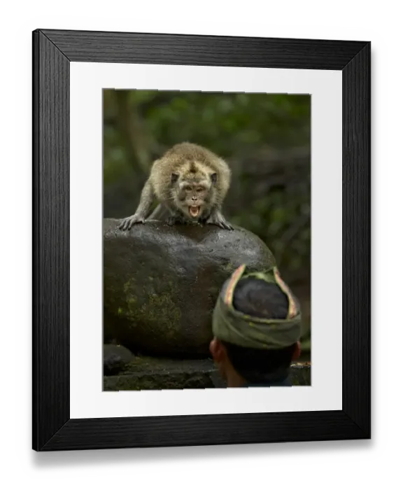 Framed Print : Crab-eating Macaque (Macaca fascicularis) adult, showing aggression towards park ranger Framed Print : Crab-eating Macaque (Macaca fascicularis) adult, showing aggression towards park ranger