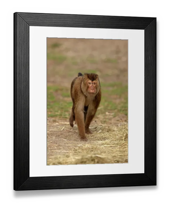 Framed Print : Southern Pig-tailed Macaque (Macaca nemestrina) adult female, walking on ground (captive) Framed Print : Southern Pig-tailed Macaque (Macaca nemestrina) adult female, walking on ground (captive)