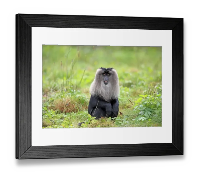 Framed Print : Lion-tailed Macaque (Macaca silenus) adult, sitting on grass (captive) Framed Print : Lion-tailed Macaque (Macaca silenus) adult, sitting on grass (captive)