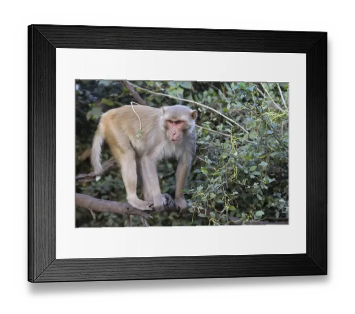 Framed Print : Rhesus Macaque (Macaca mulatta) adult, standing on branch, Keoladeo Ghana N. P. (Bharatpur), Rajasthan, India, March Framed Print : Rhesus Macaque (Macaca mulatta) adult, standing on branch, Keoladeo Ghana N. P. (Bharatpur), Rajasthan, India, March