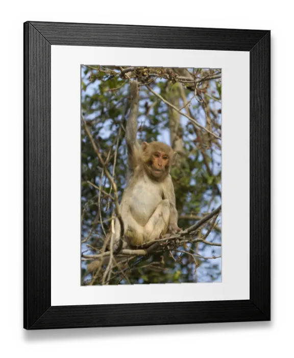 Framed Print : Rhesus Macaque (Macaca mulatta) young, sitting on branches in tree, Keoladeo Ghana N. P