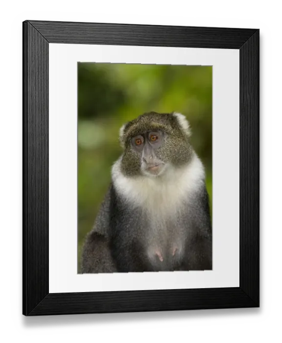 Framed Print : Sykes Monkey (Cercopithecus albogularis) adult female, close-up of head and chest, Mount Kenya N. P. Kenya, August Framed Print : Sykes Monkey (Cercopithecus albogularis) adult female, close-up of head and chest, Mount Kenya N. P. Kenya, August