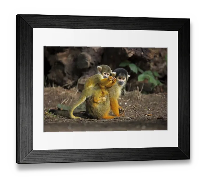 Framed Print : Common Squirrel-monkey (Saimiri sciureus) adult female with young on back (captive) Framed Print : Common Squirrel-monkey (Saimiri sciureus) adult female with young on back (captive)