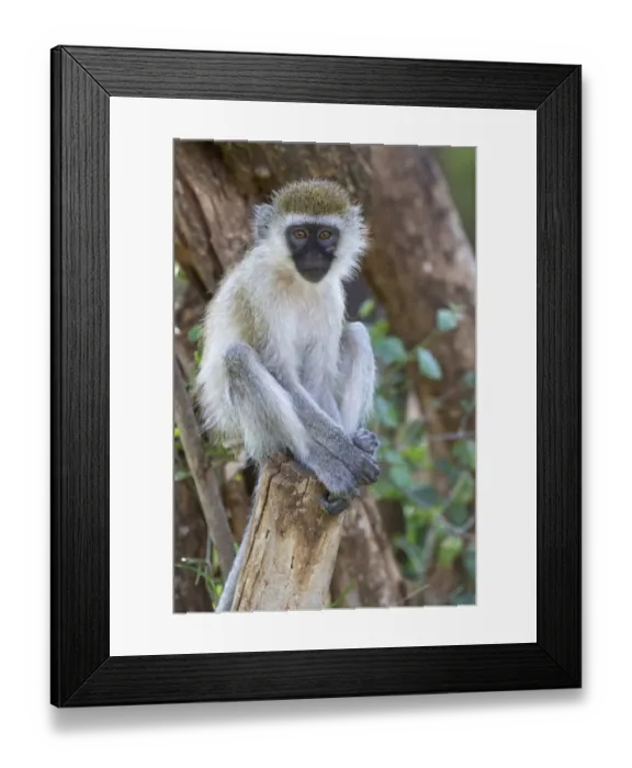 Framed Print : Vervet Monkey (Chlorocebus pygerythrus) immature, sitting on branch, Samburu National Reserve, Kenya, August Framed Print : Vervet Monkey (Chlorocebus pygerythrus) immature, sitting on branch, Samburu National Reserve, Kenya, August