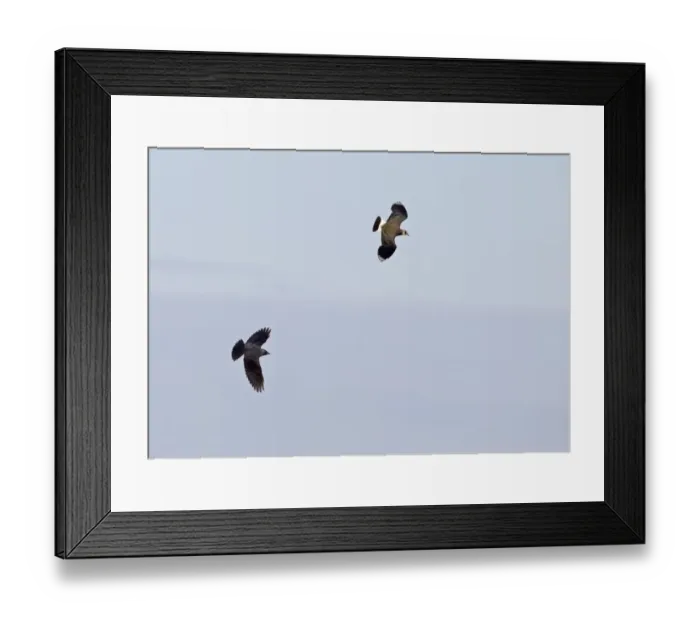 Framed Print : Jackdaw (Corvus monedula) adult, in flight, pursuing Northern Lapwing (Vanellus vanellus) adult, Norfolk, England