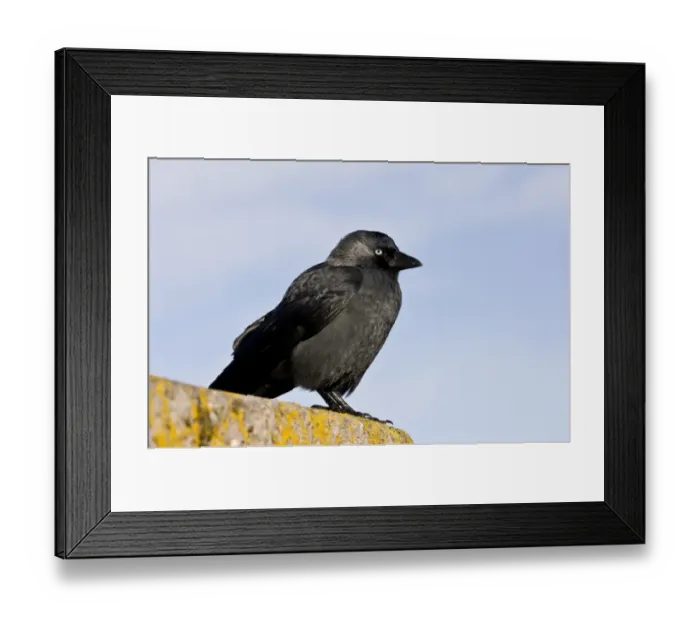 Framed Print : Jackdaw (Corvus monedula) adult, perched on wall, Lynmouth, Devon, England, November Framed Print : Jackdaw (Corvus monedula) adult, perched on wall, Lynmouth, Devon, England, November