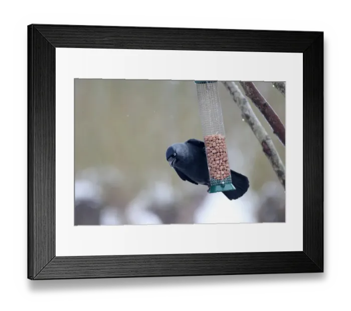 Framed Print : Jackdaw (Corvus monedula) adult, feeding on peanuts from hanging feeder in snow, Slimbridge, Gloucestershire, England