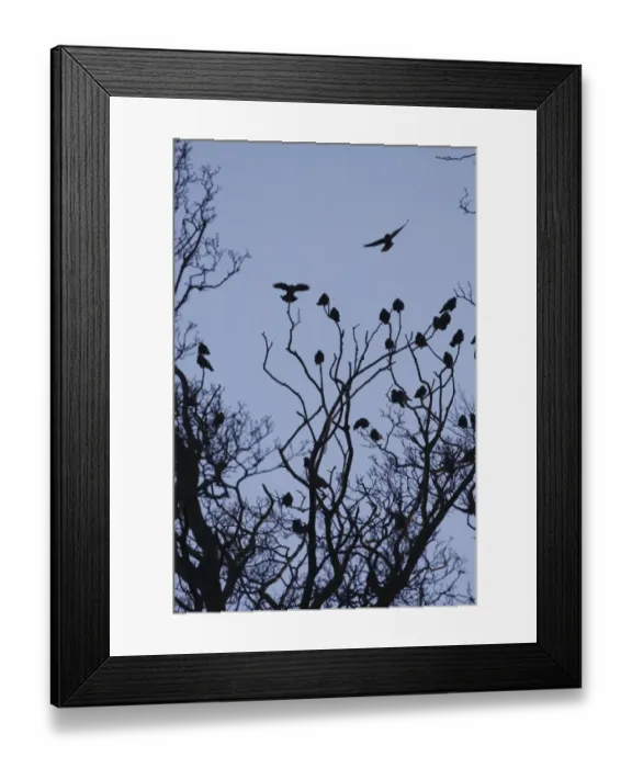 Framed Print : Jackdaw (Corvus monedula) flock, silhouetted in tree at sunset, West Yorkshire, England, April Framed Print : Jackdaw (Corvus monedula) flock, silhouetted in tree at sunset, West Yorkshire, England, April
