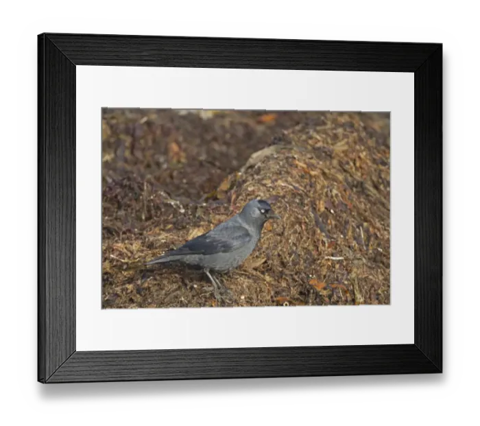 Framed Print : Jackdaw (Corvus monedula) adult, feeding on insects, foraging amongst seaweed on beach strandline, Northern Ireland Framed Print : Jackdaw (Corvus monedula) adult, feeding on insects, foraging amongst seaweed on beach strandline, Northern Ireland