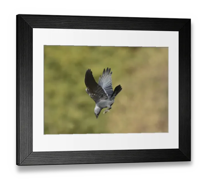 Framed Print : Jackdaw (Corvus monedula) adult, in flight, about to dive, Oxfordshire, England, March