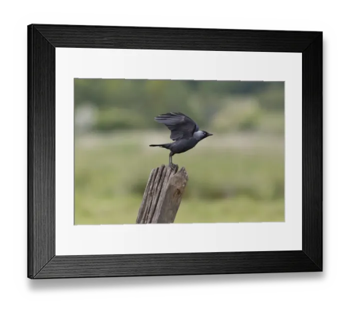 Framed Print : Jackdaw (Corvus monedula) adult, taking off from post, Suffolk, England, June Framed Print : Jackdaw (Corvus monedula) adult, taking off from post, Suffolk, England, June