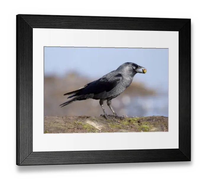 Framed Print : Jackdaw (Corvus monedula) adult, with acorn in beak, Warwickshire, England, October Framed Print : Jackdaw (Corvus monedula) adult, with acorn in beak, Warwickshire, England, October