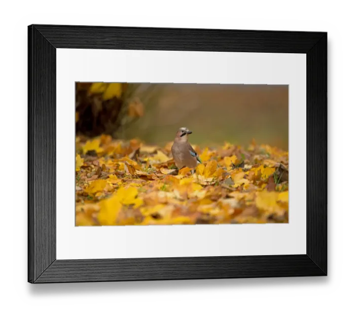 Framed Print : Eurasian Jay (Garrulus glandarius) adult, standing amongst fallen leaves, Merseyside, England, November Framed Print : Eurasian Jay (Garrulus glandarius) adult, standing amongst fallen leaves, Merseyside, England, November