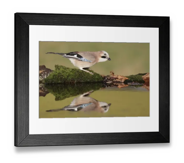 Framed Print : Eurasian Jay (Garrulus glandarius) adult, standing at edge of pool in farmland, West Yorkshire, England, December Framed Print : Eurasian Jay (Garrulus glandarius) adult, standing at edge of pool in farmland, West Yorkshire, England, December