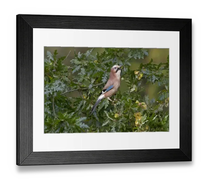 Framed Print : Eurasian Jay (Garrulus glandarius) adult, collecting acorns from oak tree, England, October Framed Print : Eurasian Jay (Garrulus glandarius) adult, collecting acorns from oak tree, England, October