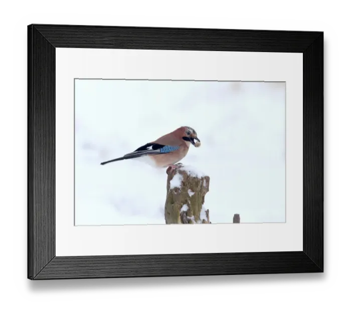 Framed Print : Eurasian Jay (Garrulus glandarius) adult, with acorn in beak, perched on fencepost in snow, Warwickshire, England