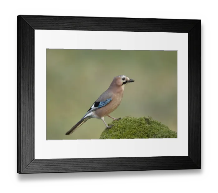 Framed Print : Eurasian Jay (Garrulus glandarius) adult, standing on mossy mound in woodland, Dumfries and Galloway, Scotland, January Framed Print : Eurasian Jay (Garrulus glandarius) adult, standing on mossy mound in woodland, Dumfries and Galloway, Scotland, January