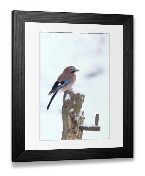 Framed Print : Eurasian Jay (Garrulus glandarius) adult, perched on fencepost in snow, Warwickshire, England, January