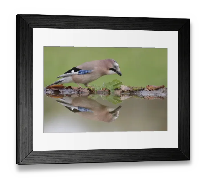 Framed Print : Eurasian Jay (Garrulus glandarius) adult, standing at edge of pool with reflection, West Yorkshire, England, May