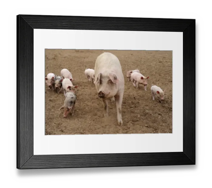 Framed Print : Domestic Pig, sow, with Pietrain crossbreed piglets, walking in field on commercial freerange unit, Suffolk, England Framed Print : Domestic Pig, sow, with Pietrain crossbreed piglets, walking in field on commercial freerange unit, Suffolk, England