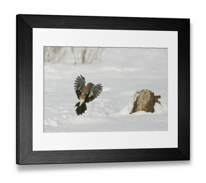 Framed Print : Eurasian Jay (Garrulus glandarius) adult, in flight, landing at stump in snow, Bialowieza N. P