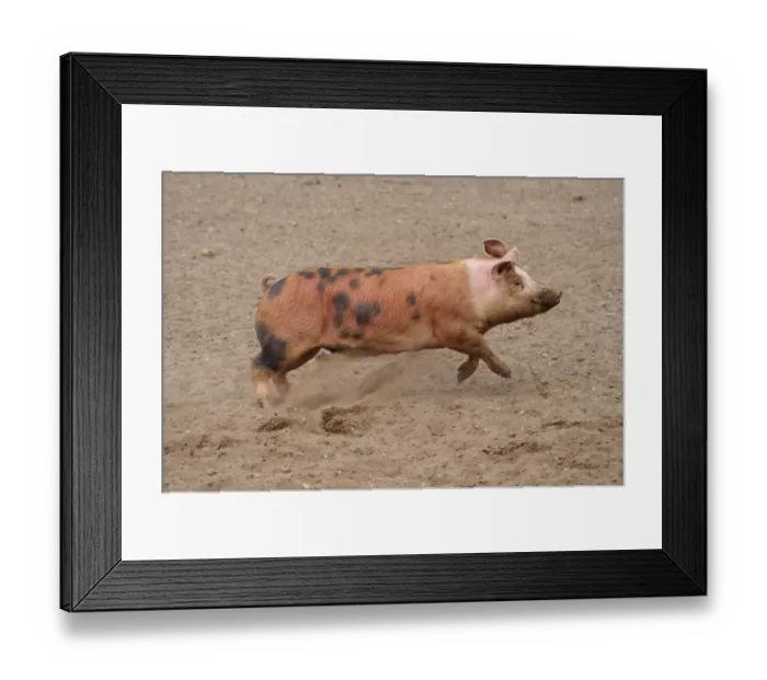 Framed Print : Domestic Pig, Pietrain crossbreed, adult, running in field on commercial freerange unit, Suffolk, England, April
