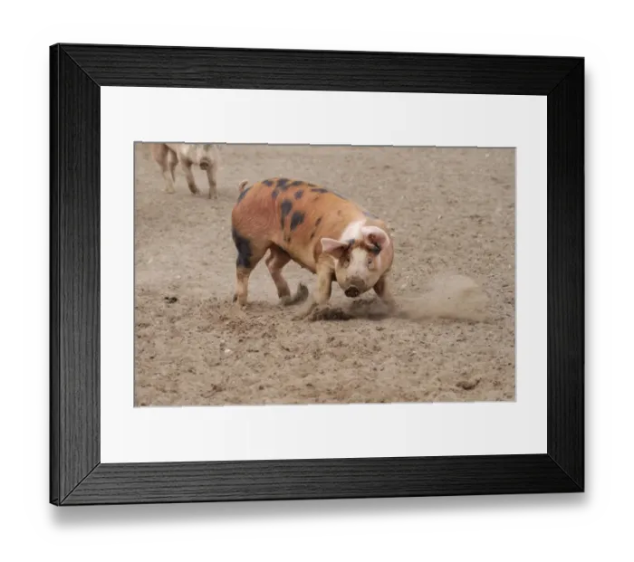 Framed Print : Domestic Pig, Pietrain crossbreed, adult, changing direction whilst running in field on commercial freerange unit Framed Print : Domestic Pig, Pietrain crossbreed, adult, changing direction whilst running in field on commercial freerange unit