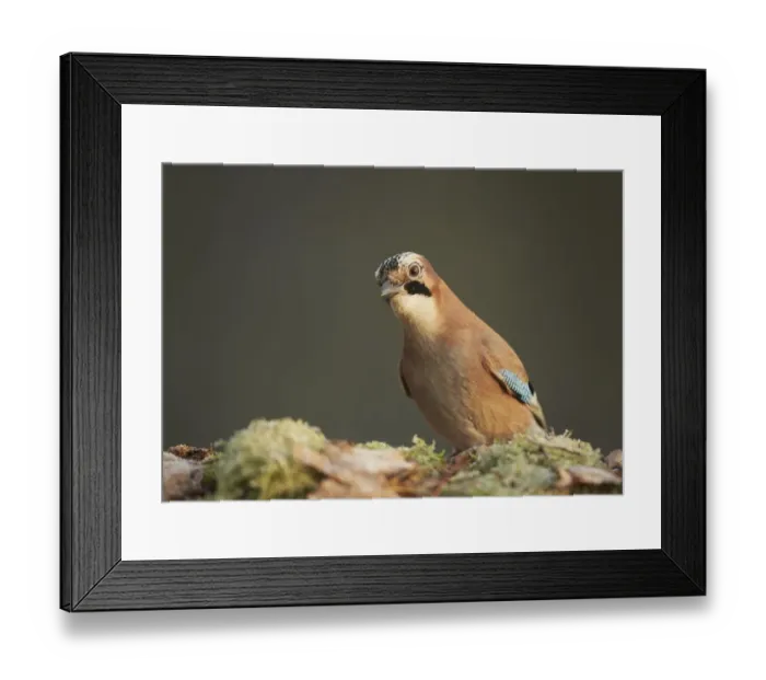 Framed Print : Eurasian Jay (Garrulus glandarius) adult, foraging on woodland floor, Shropshire, England, December Framed Print : Eurasian Jay (Garrulus glandarius) adult, foraging on woodland floor, Shropshire, England, December
