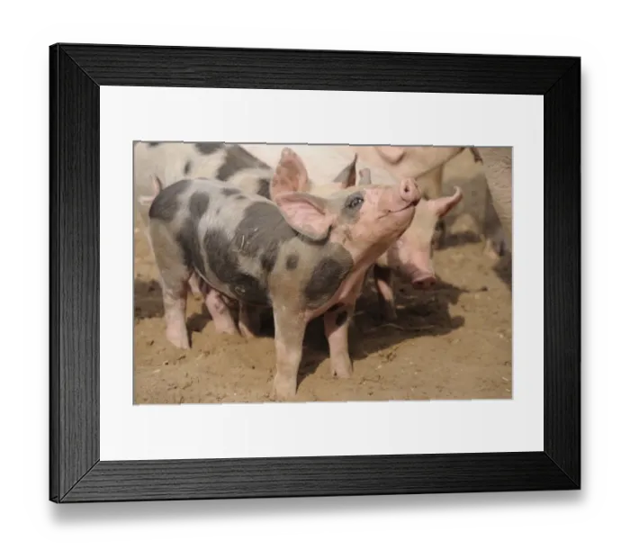 Framed Print : Domestic Pig, Pietrain crossbreed, piglets, standing in field on commercial freerange unit, Suffolk, England, April Framed Print : Domestic Pig, Pietrain crossbreed, piglets, standing in field on commercial freerange unit, Suffolk, England, April