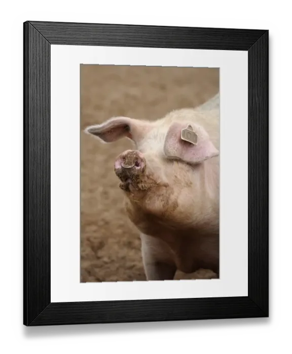 Framed Print : Domestic Pig, adult, close-up of head, with ring through nose, standing in field on commercial freerange unit, Suffolk Framed Print : Domestic Pig, adult, close-up of head, with ring through nose, standing in field on commercial freerange unit, Suffolk