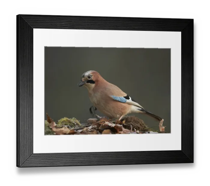 Framed Print : Eurasian Jay (Garrulus glandarius) adult, foraging amongst leaf litter on woodland floor, Shropshire, England, December Framed Print : Eurasian Jay (Garrulus glandarius) adult, foraging amongst leaf litter on woodland floor, Shropshire, England, December