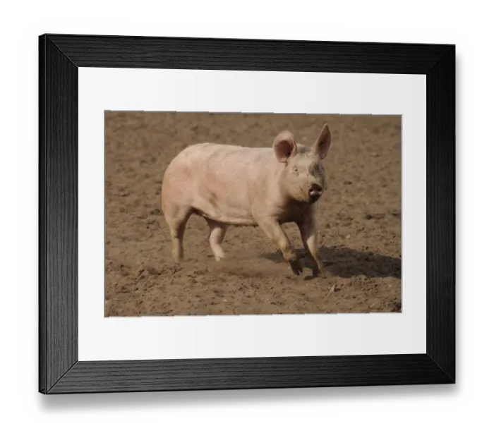 Framed Print : Domestic Pig, adult, running in field on commercial freerange unit, Suffolk, England, April Framed Print : Domestic Pig, adult, running in field on commercial freerange unit, Suffolk, England, April