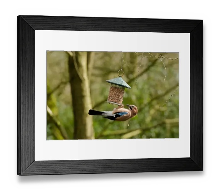 Framed Print : Eurasian Jay (Garrulus glandarius) adult, feeding at hanging peanut feeder, Cheshire, England, March Framed Print : Eurasian Jay (Garrulus glandarius) adult, feeding at hanging peanut feeder, Cheshire, England, March