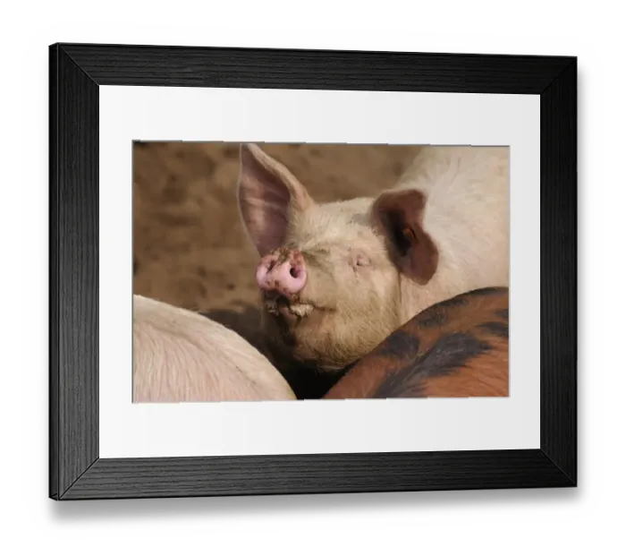 Framed Print : Domestic Pig, adult, close-up of head, with snout raised, standing in field on commercial freerange unit, Suffolk Framed Print : Domestic Pig, adult, close-up of head, with snout raised, standing in field on commercial freerange unit, Suffolk