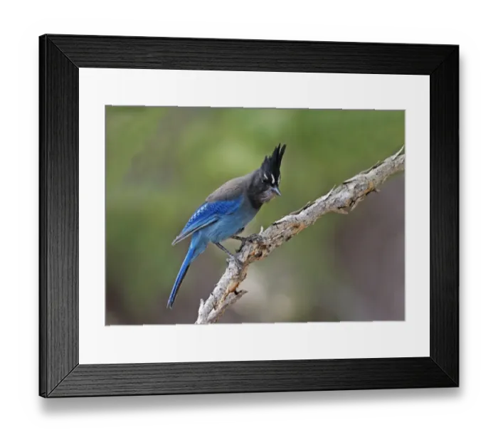 Framed Print : Stellers Jay (Cyanocitta stelleri) adult, perched on branch, Utah, U. S. A. June Framed Print : Stellers Jay (Cyanocitta stelleri) adult, perched on branch, Utah, U. S. A. June