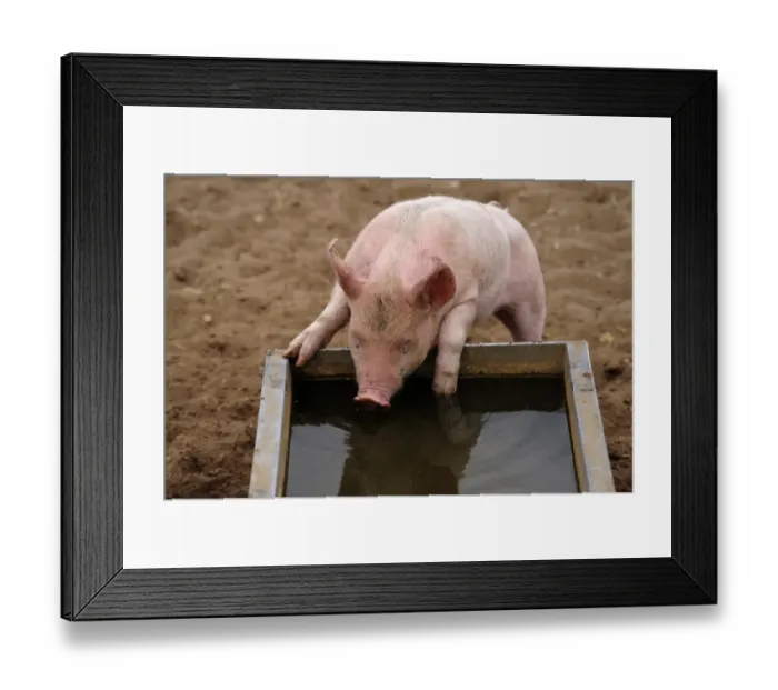 Framed Print : Domestic Pig, piglet, drinking from water trough in field on commercial freerange unit, Suffolk, England, April Framed Print : Domestic Pig, piglet, drinking from water trough in field on commercial freerange unit, Suffolk, England, April