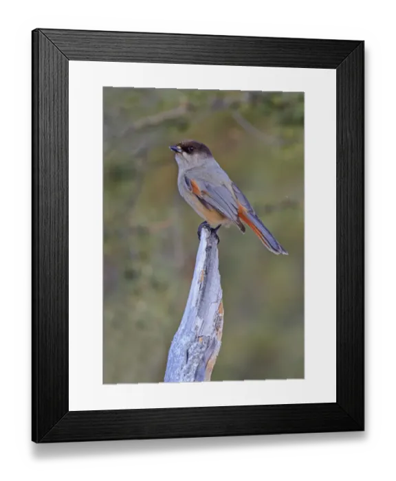 Framed Print : Siberian Jay (Perisoreus infaustus) adult, perched on stump, Lapland, Finland, March Framed Print : Siberian Jay (Perisoreus infaustus) adult, perched on stump, Lapland, Finland, March