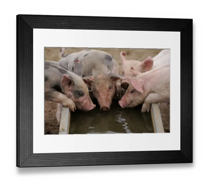 Framed Print : Domestic Pig, Pietrain crossbreed, four piglets, drinking from water trough in field on commercial freerange unit Framed Print : Domestic Pig, Pietrain crossbreed, four piglets, drinking from water trough in field on commercial freerange unit