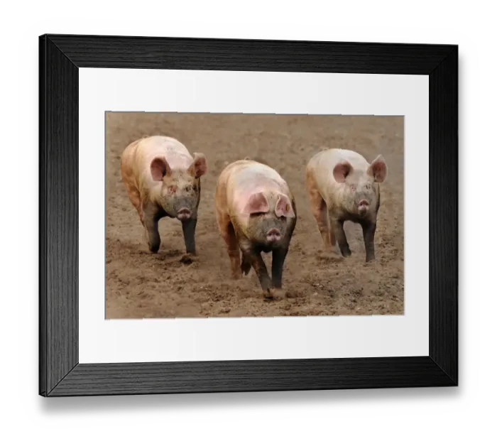 Framed Print : Domestic Pig, three adults, running in field on commercial freerange unit, Suffolk, England, April Framed Print : Domestic Pig, three adults, running in field on commercial freerange unit, Suffolk, England, April