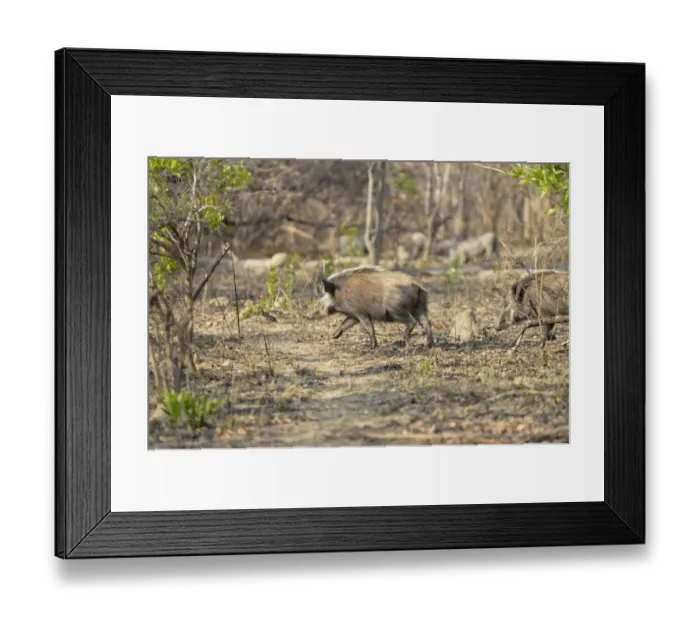 Framed Print : Bushpig (Potamochoerus larvatus) two adults, running through bush, Kafue N. P. Zambia, September Framed Print : Bushpig (Potamochoerus larvatus) two adults, running through bush, Kafue N. P. Zambia, September