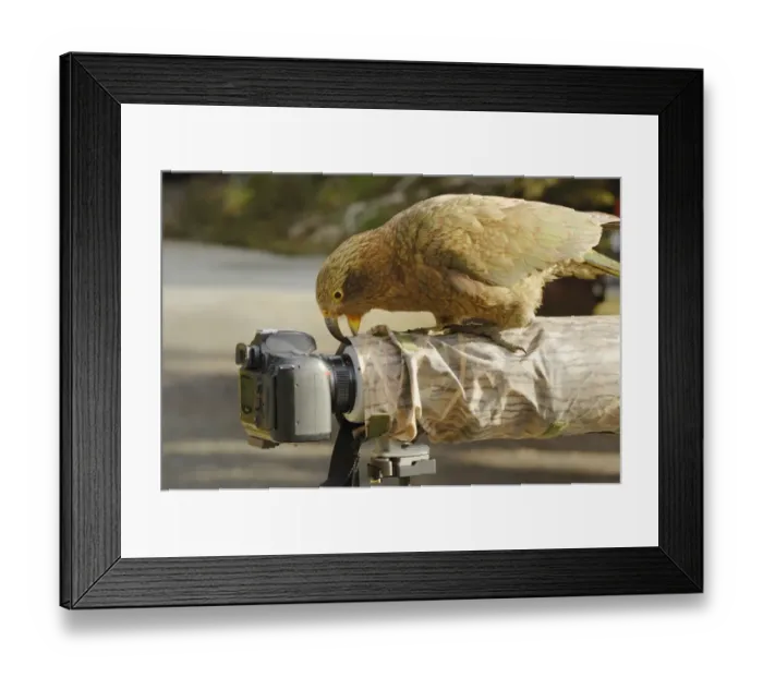 Framed Print : Kea (Nestor notabilis) adult, investigating camera with beak, Arthurs Pass, Southern Alps, South Island, New Zealand Framed Print : Kea (Nestor notabilis) adult, investigating camera with beak, Arthurs Pass, Southern Alps, South Island, New Zealand