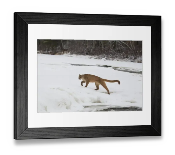 Framed Print : Puma (Puma concolor) adult, walking on snow covered ice of frozen river, Minnesota, U. S. A. January (captive) Framed Print : Puma (Puma concolor) adult, walking on snow covered ice of frozen river, Minnesota, U. S. A. January (captive)