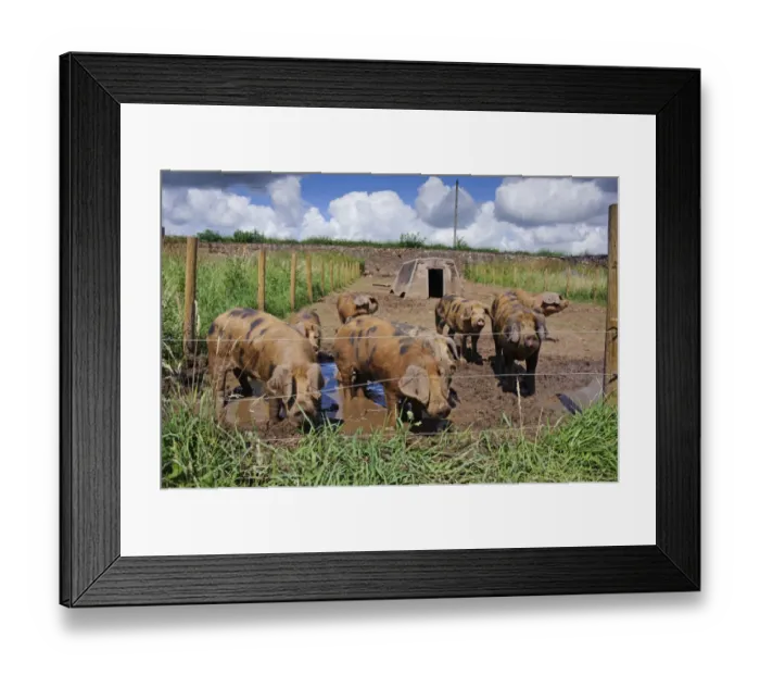 Framed Print : Domestic Pig, Oxford Sandy and Black, weaners in paddock with ark and electric fence, Cumbria, England, July Framed Print : Domestic Pig, Oxford Sandy and Black, weaners in paddock with ark and electric fence, Cumbria, England, July