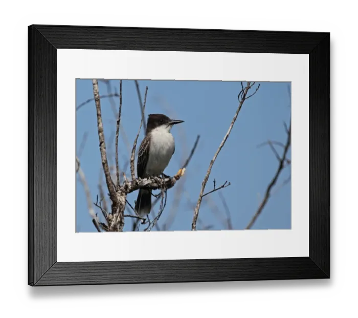 Framed Print : Loggerhead Kingbird (Tyrannus caudifasciatus caudifasciatus) adult, perched on dead branch, Zapata Peninsula