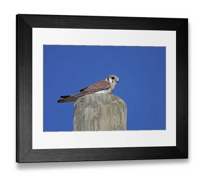 Framed Print : American Kestrel (Falco sparverius dominicensis) adult female, perched on post, Bahoruco Mountains N. P Framed Print : American Kestrel (Falco sparverius dominicensis) adult female, perched on post, Bahoruco Mountains N. P