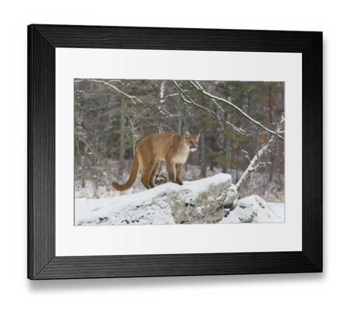Framed Print : Puma (Puma concolor) adult, standing on snow covered rocks on woodland edge, Minnesota, U. S. A. January (captive) Framed Print : Puma (Puma concolor) adult, standing on snow covered rocks on woodland edge, Minnesota, U. S. A. January (captive)
