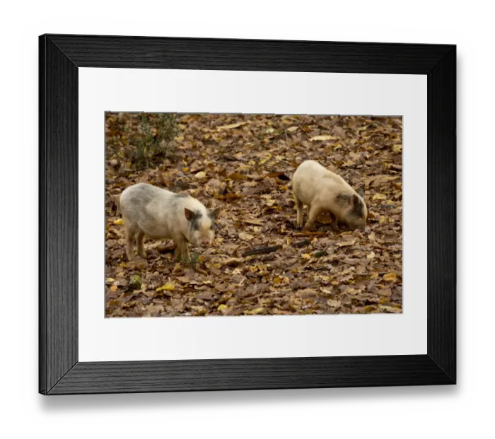 Framed Print : Domestic Pig, two piglets, foraging amongst leaf litter on floor of deciduous forest in autumn, Dordogne, France Framed Print : Domestic Pig, two piglets, foraging amongst leaf litter on floor of deciduous forest in autumn, Dordogne, France